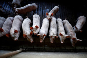 More pork price hikes loom pending San Juanico Bridge repair