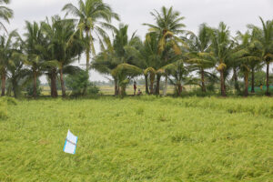 New law allows foreign investors to lease land in the Philippines for up to 99 years
