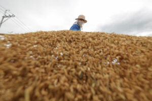 Rice millers committed to higher farmgate prices for palay — DA