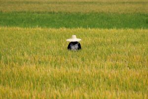 Featured Article Image